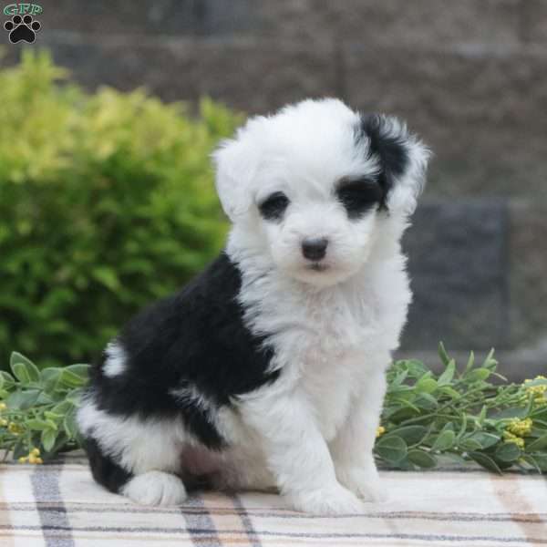 Tori, Mini Sheepadoodle Puppy